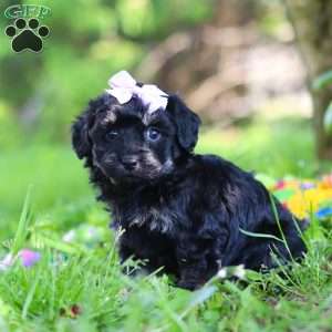 Layla, Havapoo Puppy
